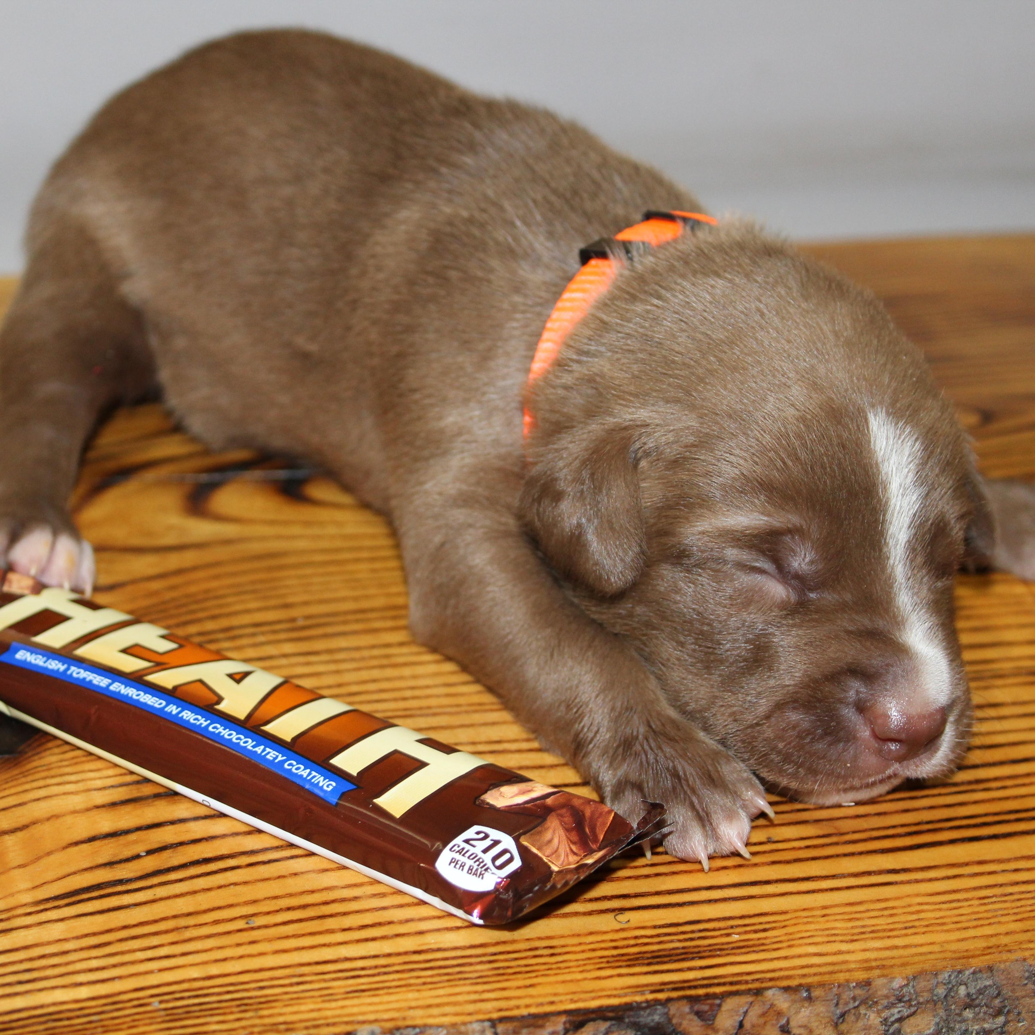 Enlarge Heath, a ADOPTABLE mixed breed in Salem, WI image 4/4