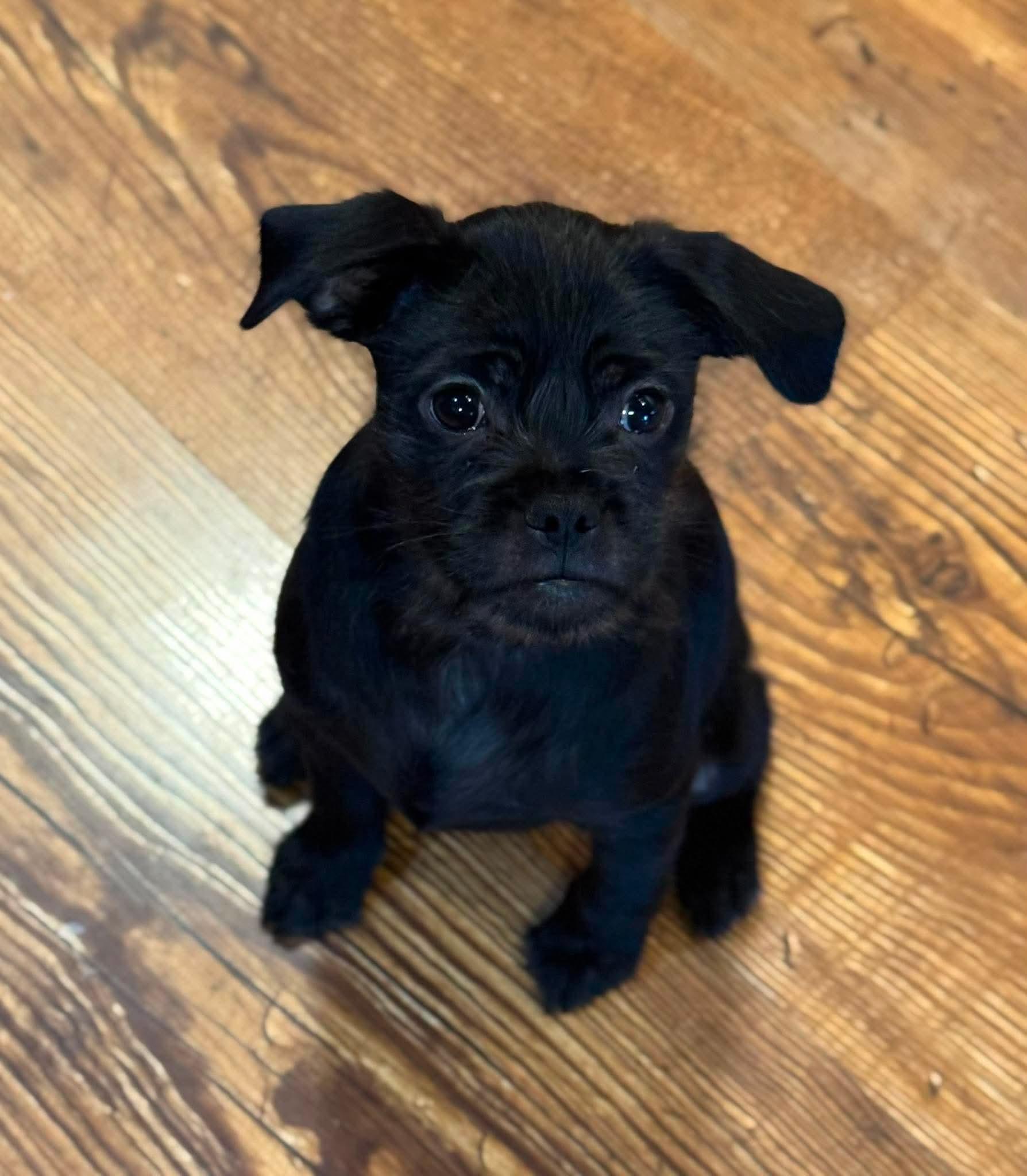 Remi, a ADOPTABLE mixed breed in Byron, IL image 2/4