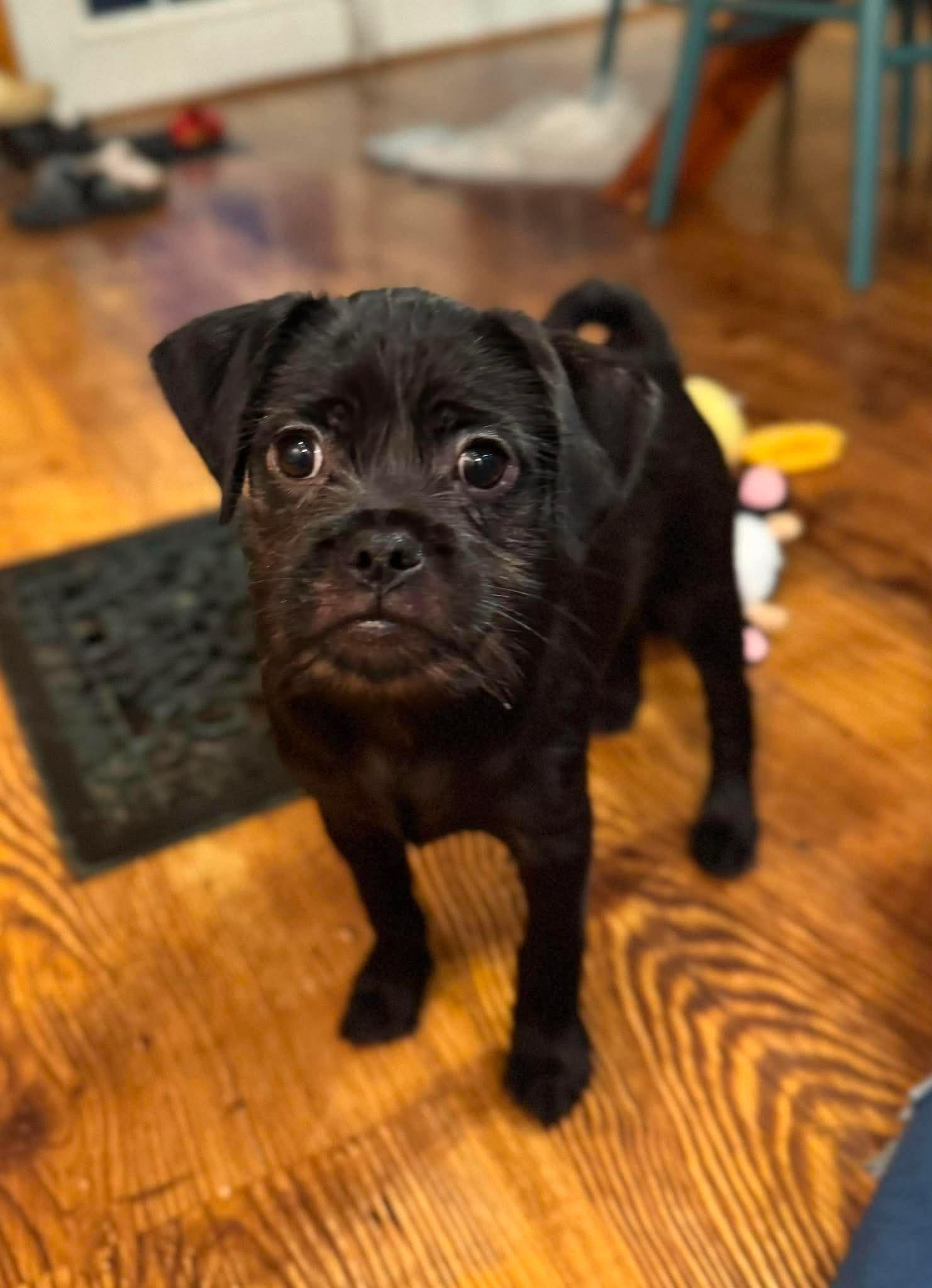 Remi, ADOPTABLE, Puppy Male Pug & Shih Tzu.