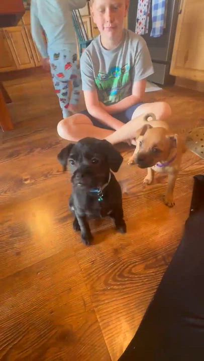 Enlarge Remi, a ADOPTABLE mixed breed in Byron, IL video 3/4