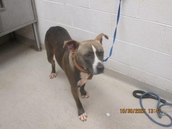 Enlarge Cass (51), a Adoptable mixed breed in Marietta, GA image 2/2