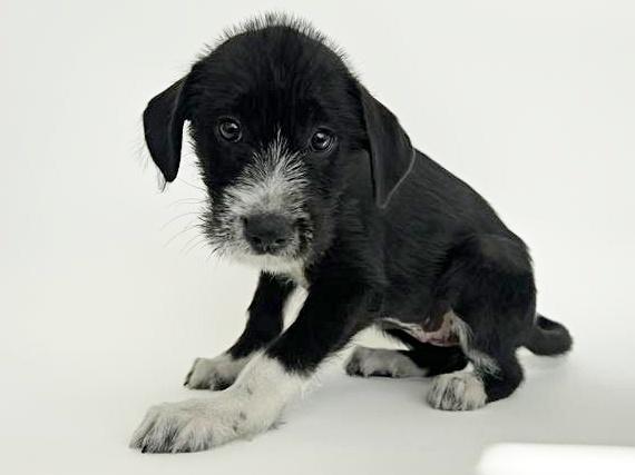 BELL, Adoptable, Puppy Female Terrier.