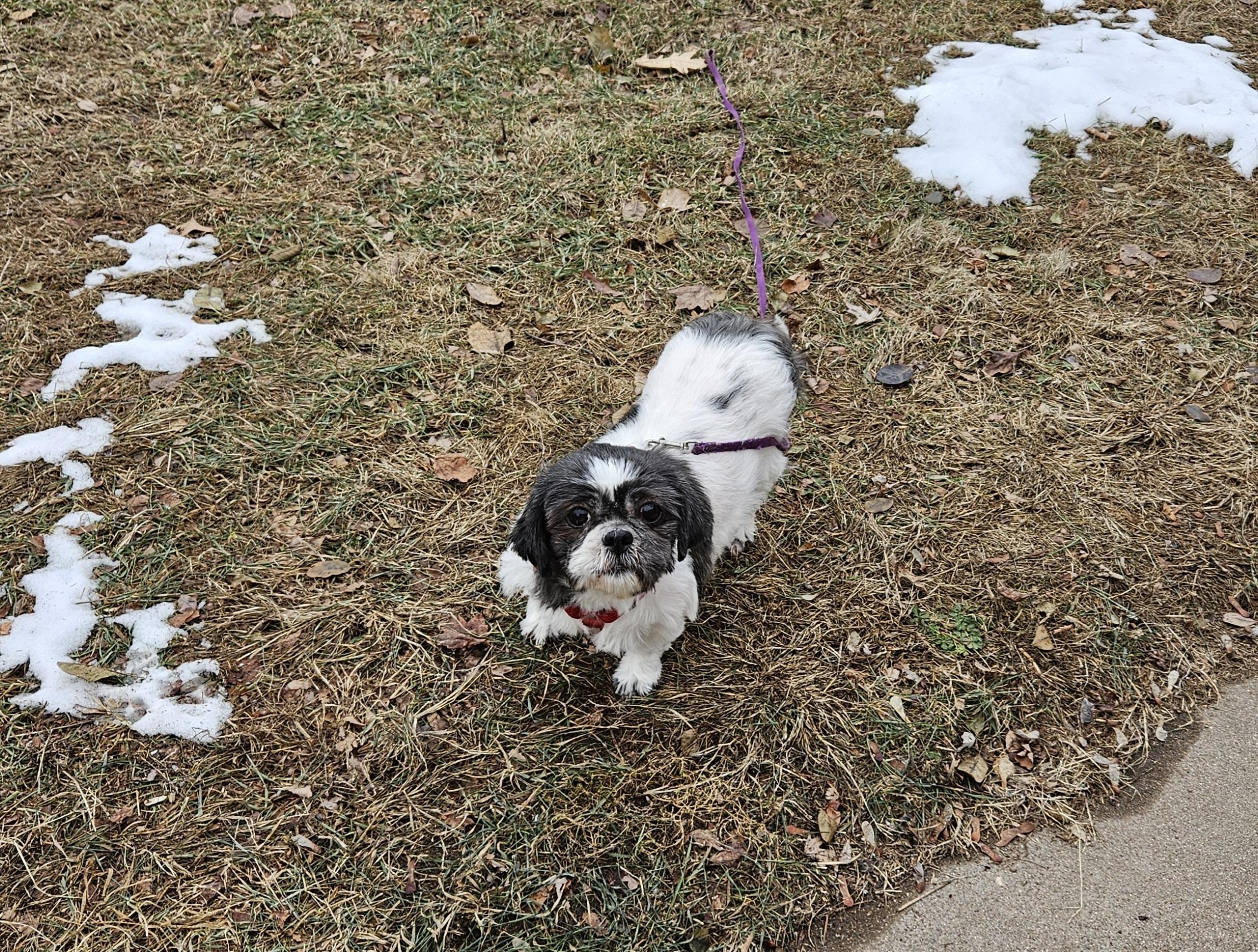 Venus, Adult Female Shih Tzu