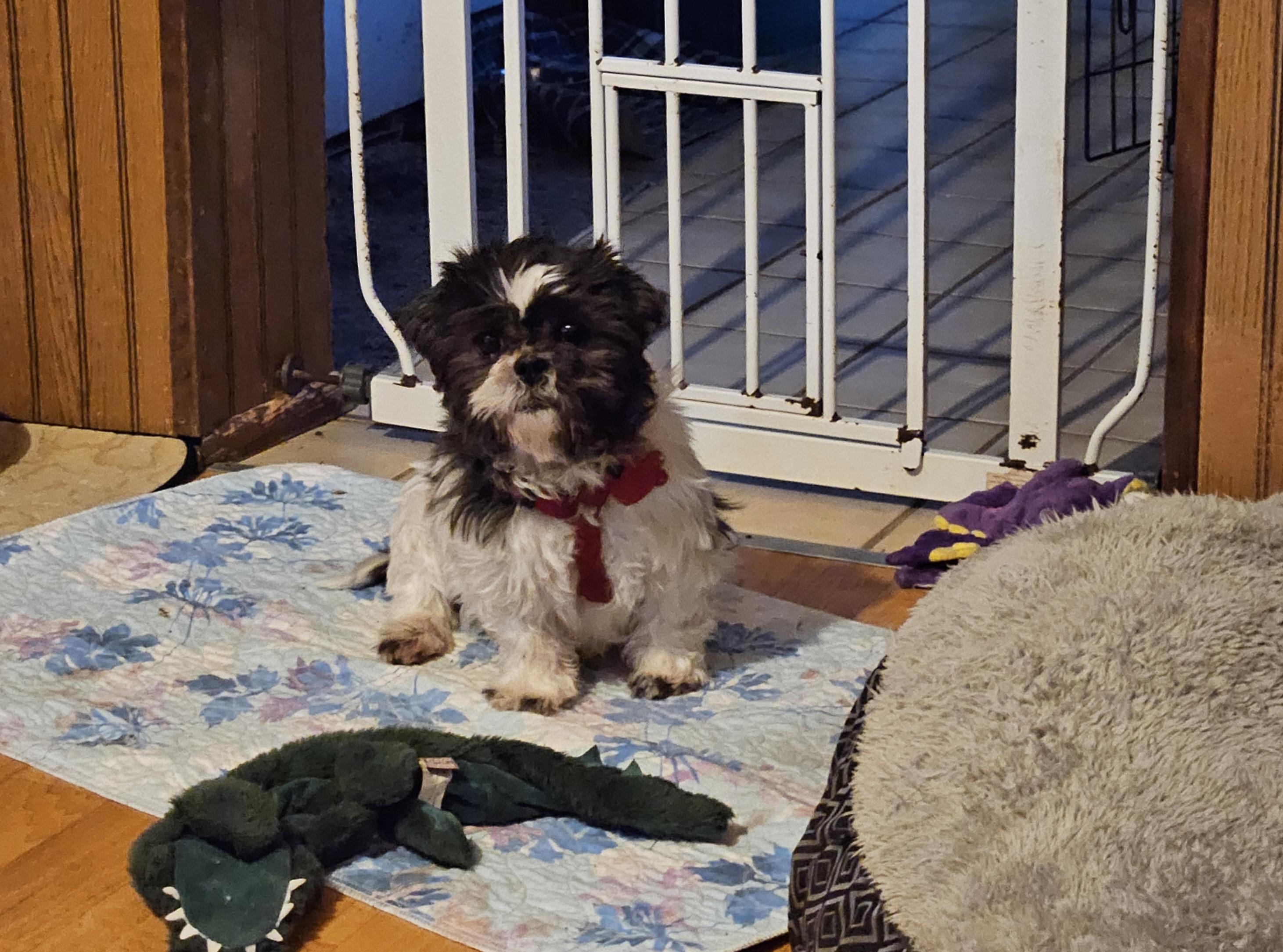 Enlarge Venus, a Adoptable Shih Tzu in Schofield, WI image 2/4