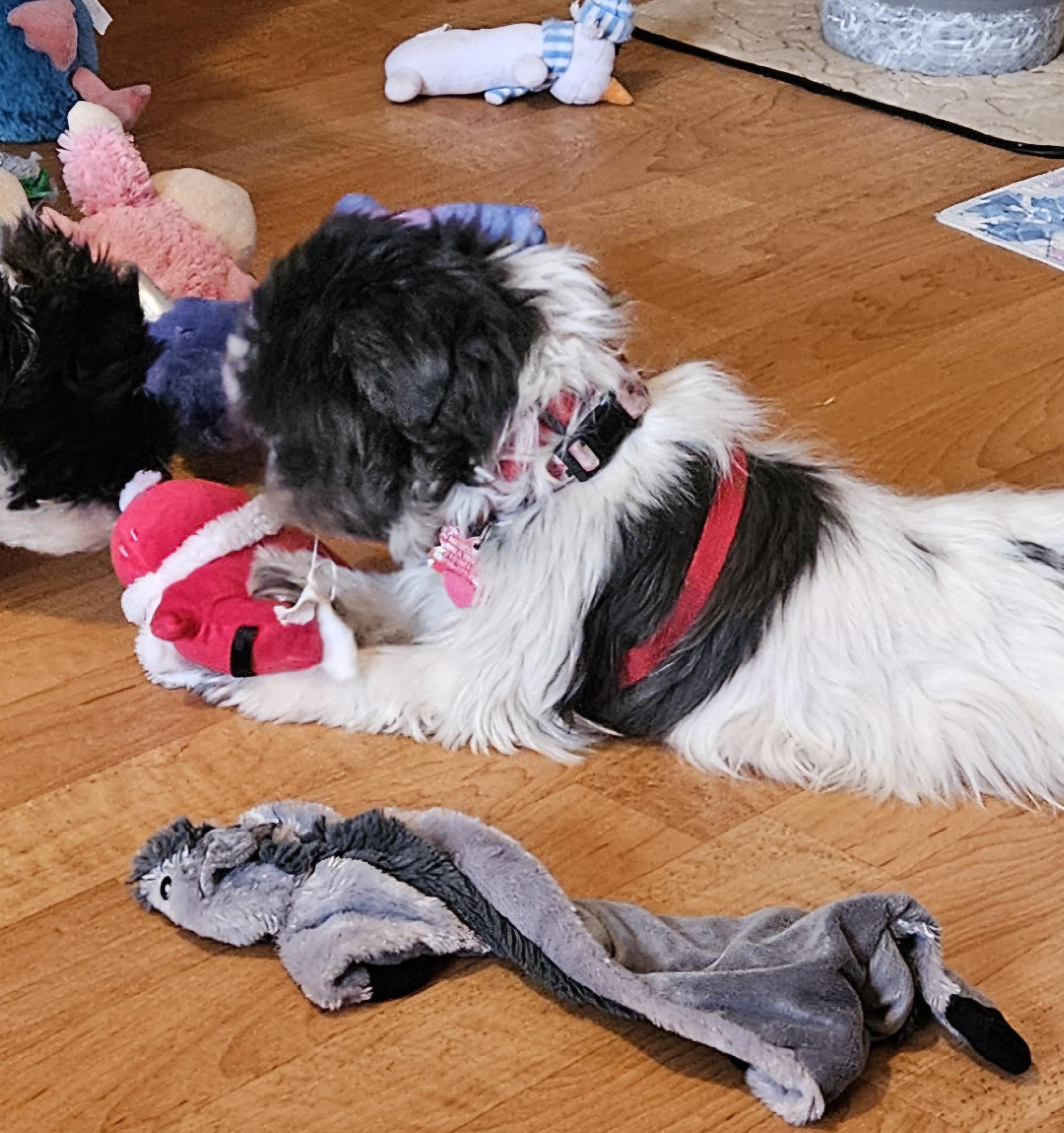 Enlarge Venus, a Adoptable Shih Tzu in Schofield, WI image 3/4