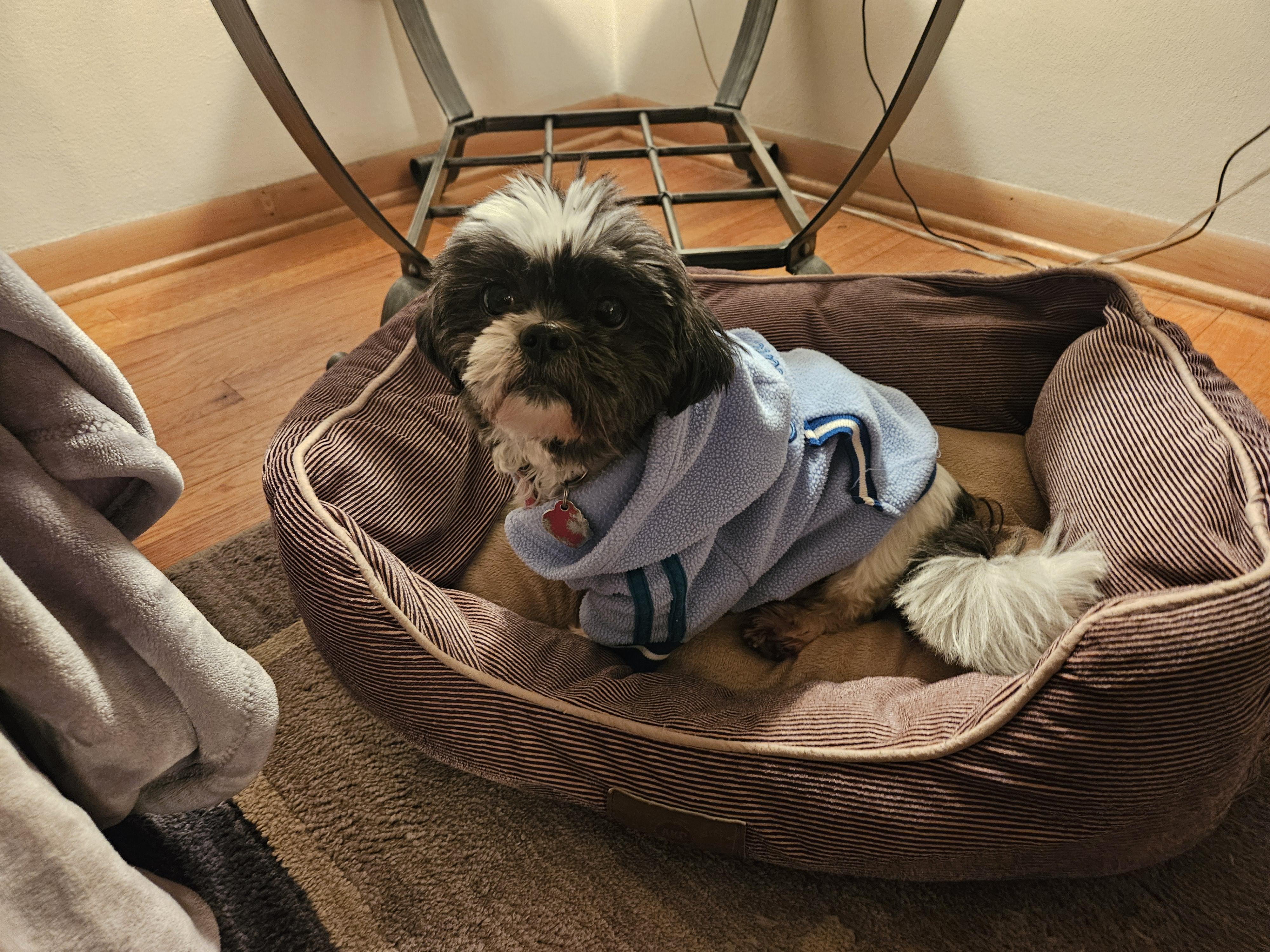 Enlarge Venus, a Adoptable Shih Tzu in Schofield, WI image 1/5