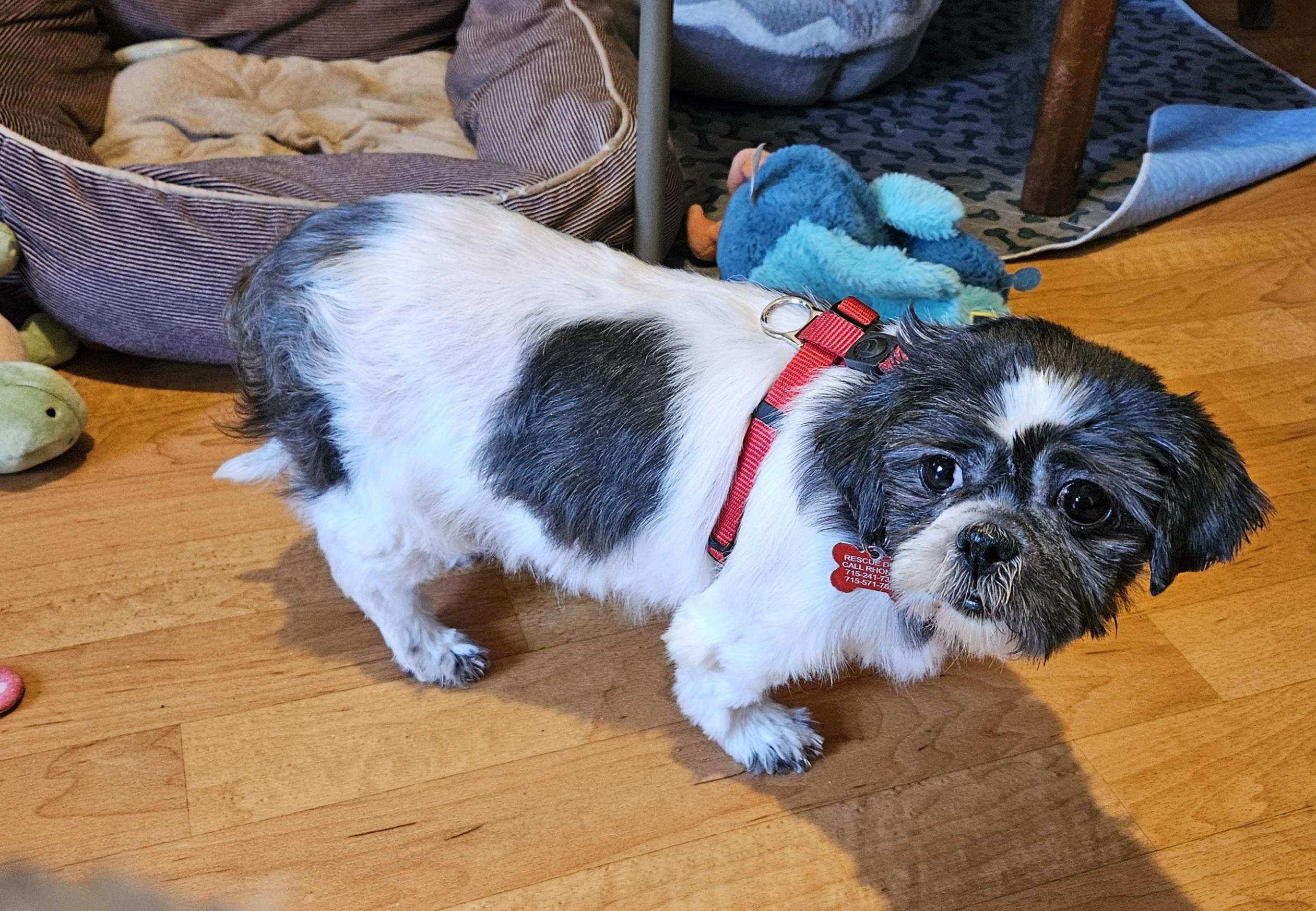 Enlarge Venus, a Adoptable Shih Tzu in Schofield, WI image 4/4
