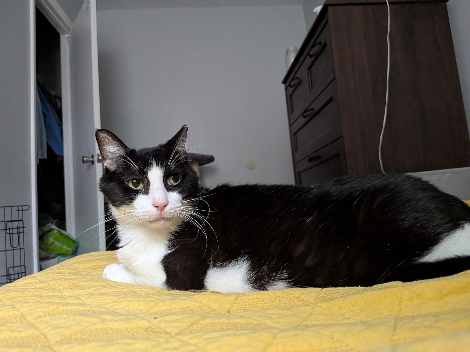 Texas Roadhouse aka Texie (DC), a Adoptable Domestic Medium Hair in Washington, DC image 3/4