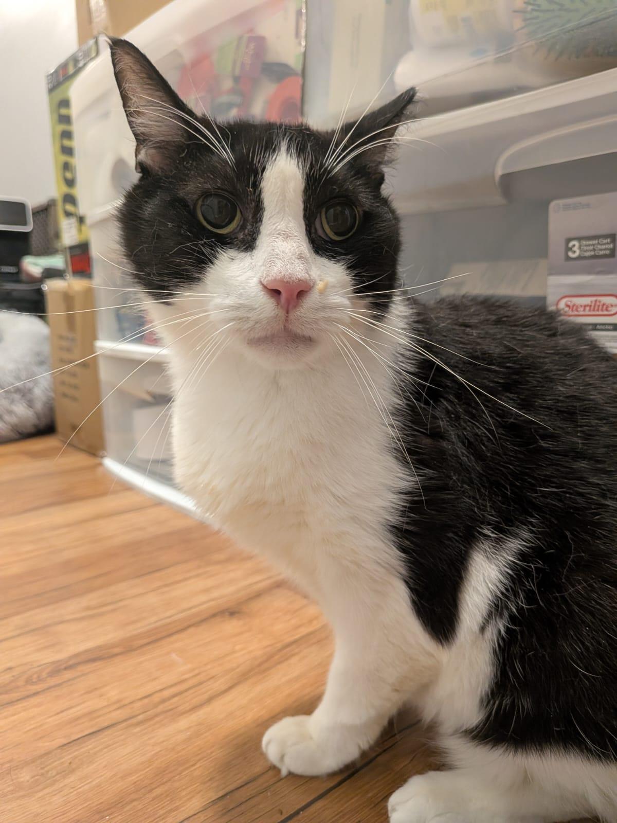 Texas Roadhouse aka Texie (DC), a Adoptable Domestic Medium Hair in Washington, DC image 4/4