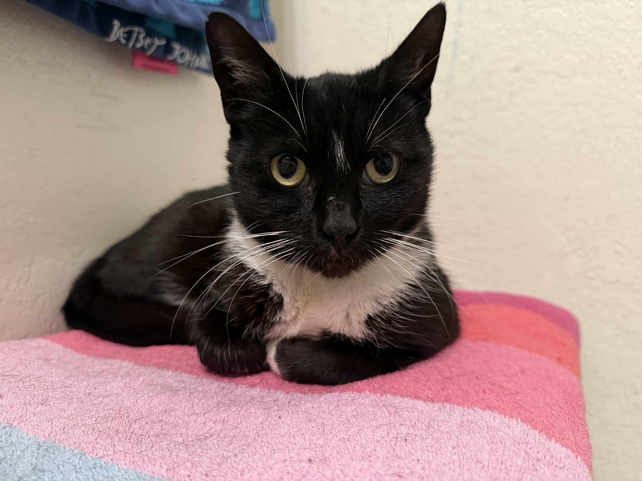 Blackie, ADOPTABLE, Adult Female Tuxedo.