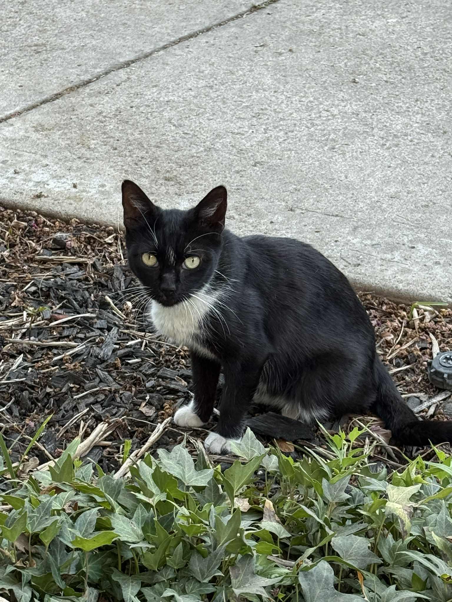 Blackie, a ADOPTABLE Tuxedo in Tracy, CA image 2/2