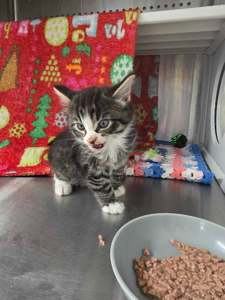 Skeeter, Adoptable, Kitten Male Domestic Medium Hair.