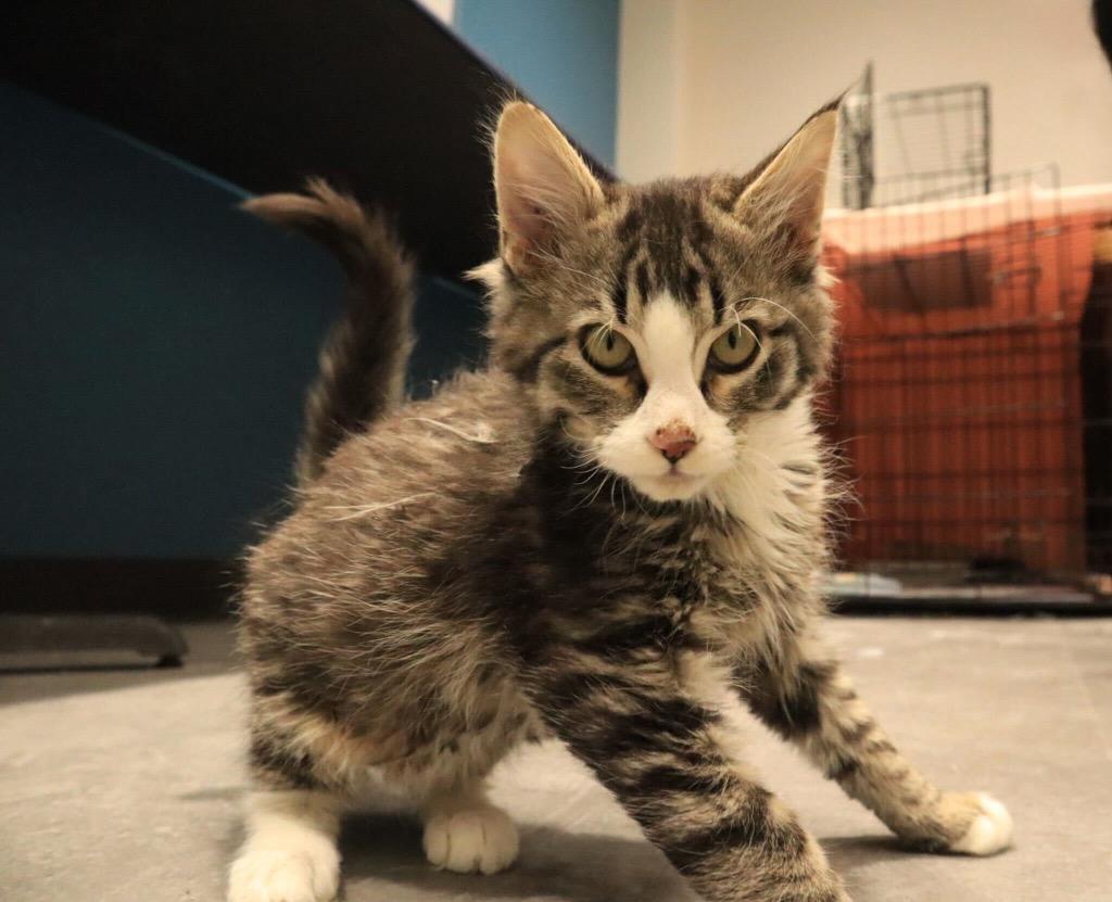 Skeeter, Adoptable, Kitten Male Domestic Medium Hair.