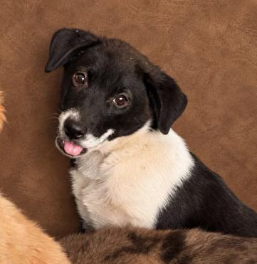 Okra, ADOPTABLE, Young Female Mixed Breed.