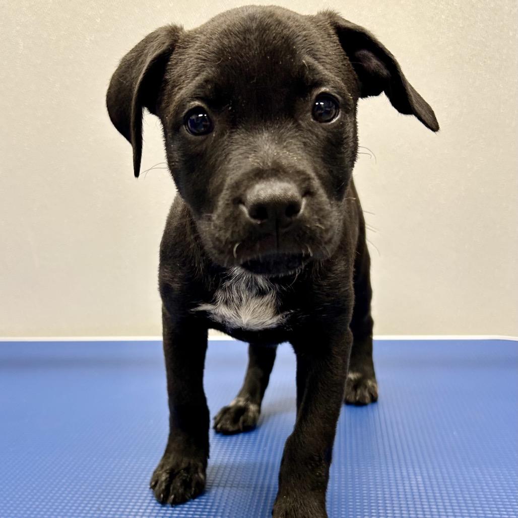 Enlarge Hera, a Adoptable mixed breed in St Joseph, MO image 1/2