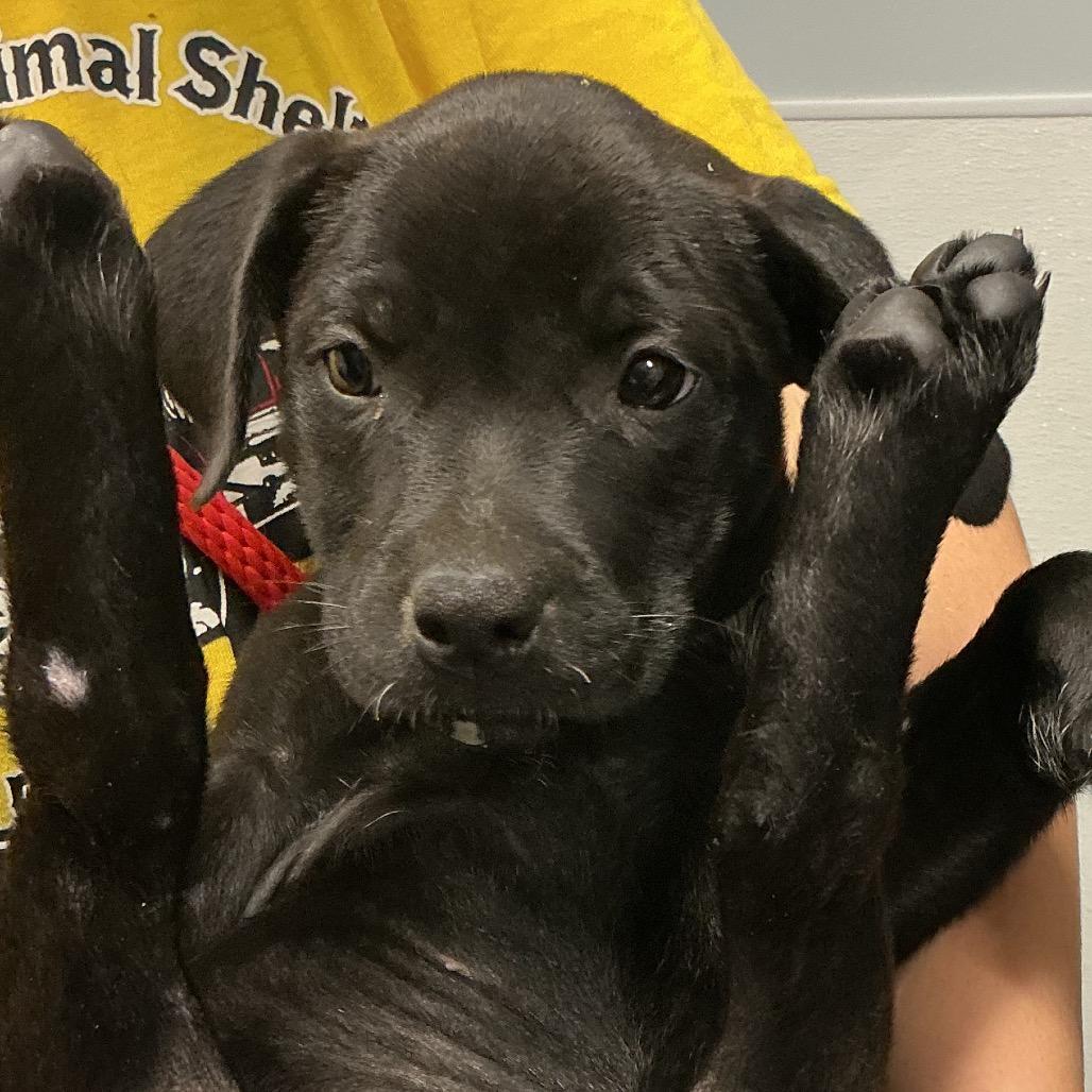 Enlarge Hera, a Adoptable mixed breed in St Joseph, MO image 2/2