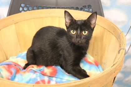 Ruby, a Adoptable Domestic Short Hair in Covington, LA image 2/2