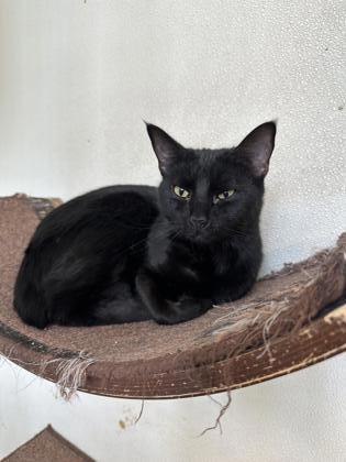 Ruby, a Adoptable Domestic Short Hair in Covington, LA image 2/2