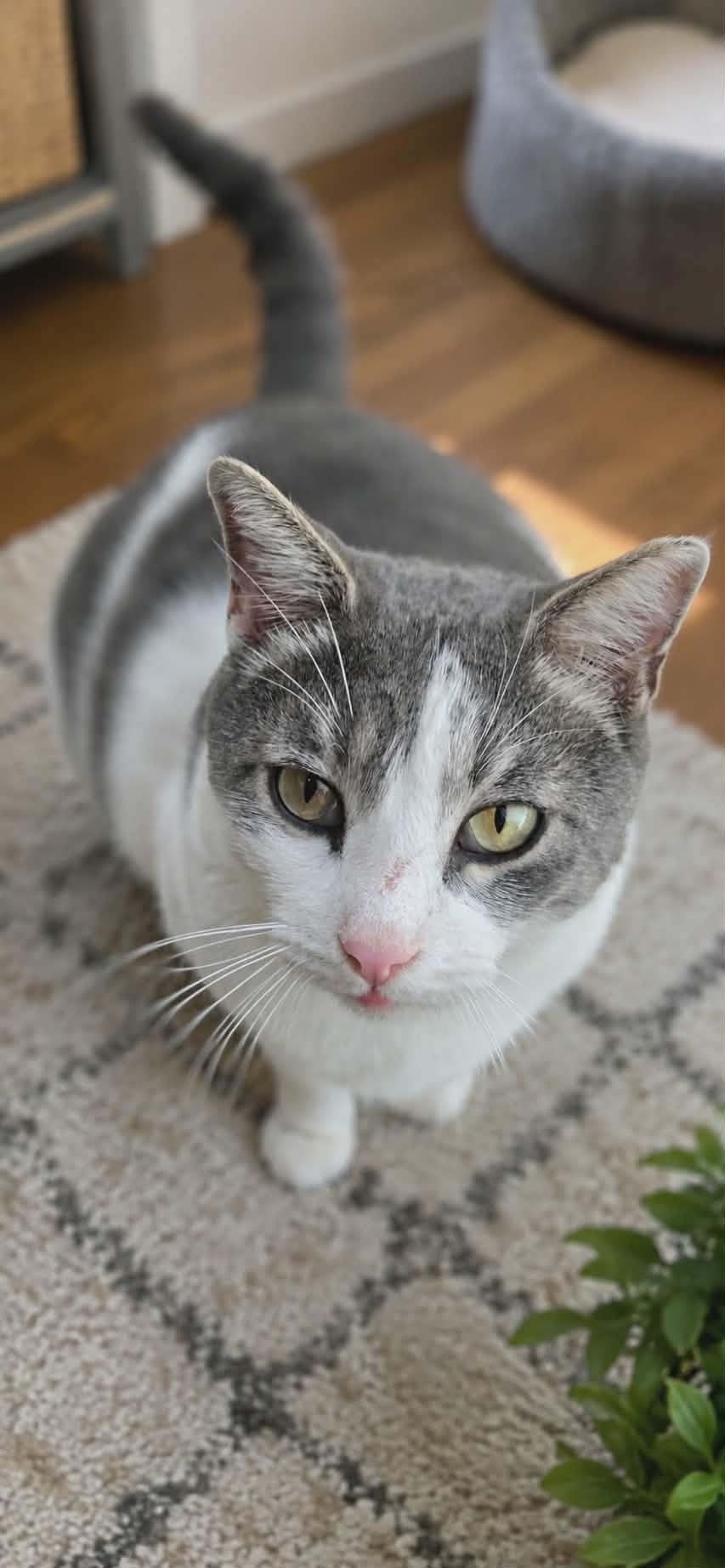 Patches, a ADOPTABLE Domestic Short Hair in Mansfield, TX image 1/2
