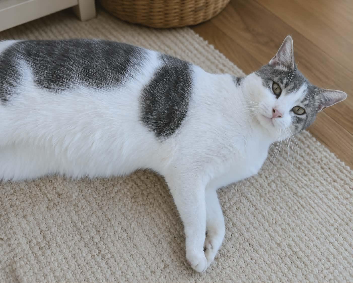 Patches, a ADOPTABLE Domestic Short Hair in Mansfield, TX image 2/2