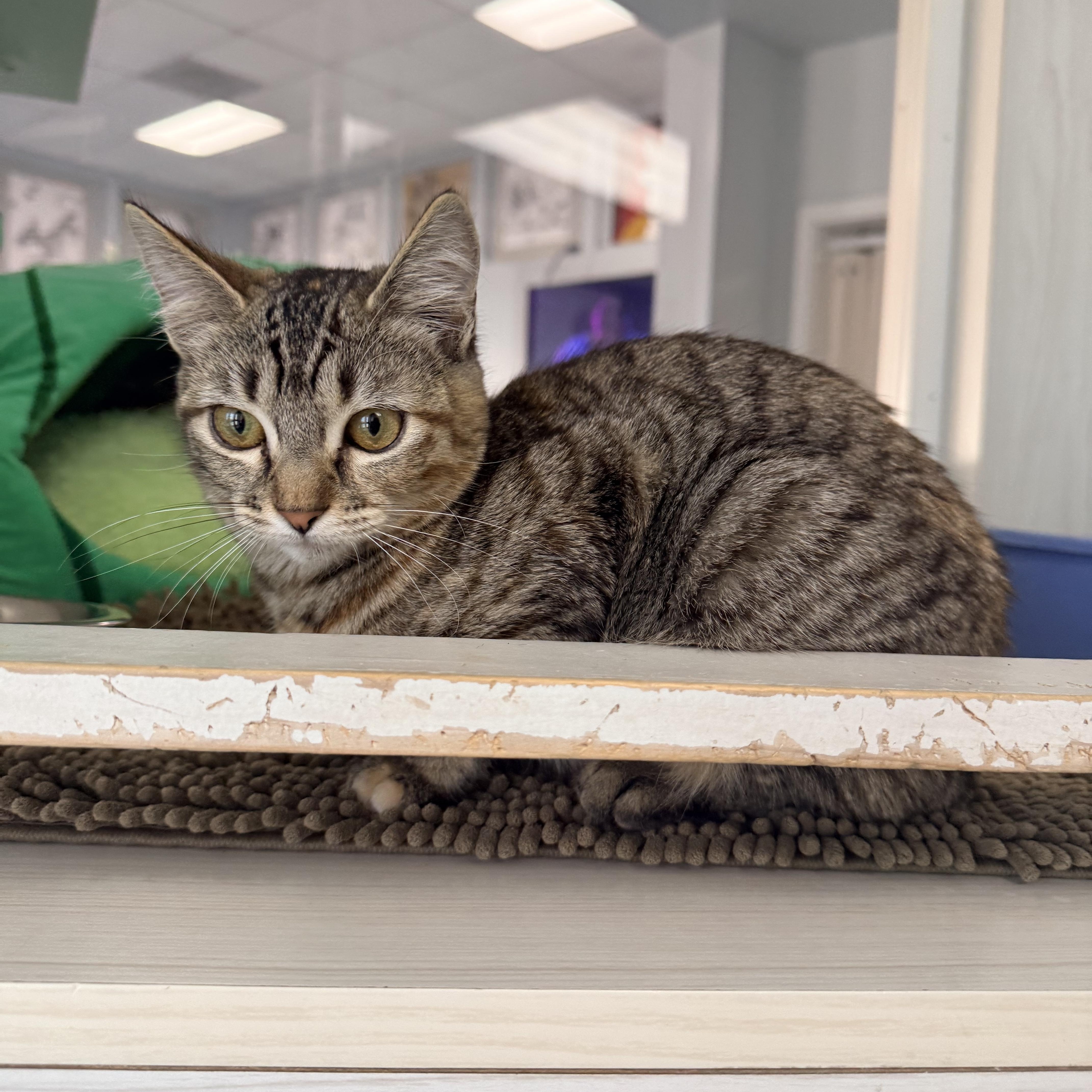 Enlarge Kisses, a ADOPTABLE Domestic Short Hair in Torrance, CA image 3/4