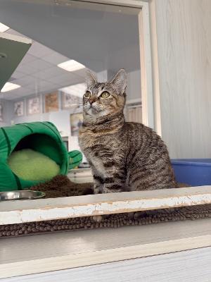 Enlarge Kisses, a ADOPTABLE Domestic Short Hair in Torrance, CA image 4/4