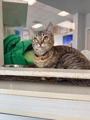 Enlarge Kisses, a ADOPTABLE Domestic Short Hair in Torrance, CA image 2/4