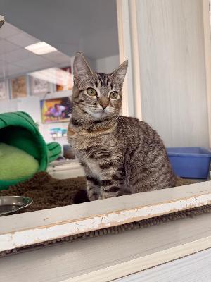 Enlarge Kisses, a ADOPTABLE Domestic Short Hair in Torrance, CA image 1/4