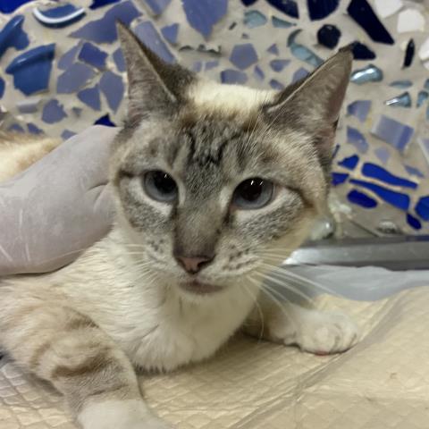 JEMMA, Adoptable, Adult Female Domestic Short Hair.