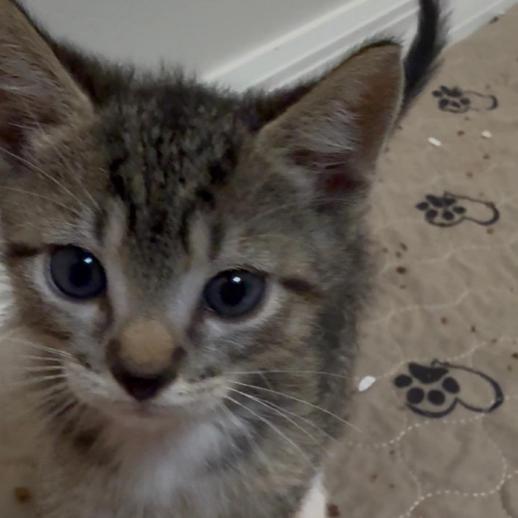 Mickey (Harvey), Adoptable, Kitten Male Domestic Short Hair.