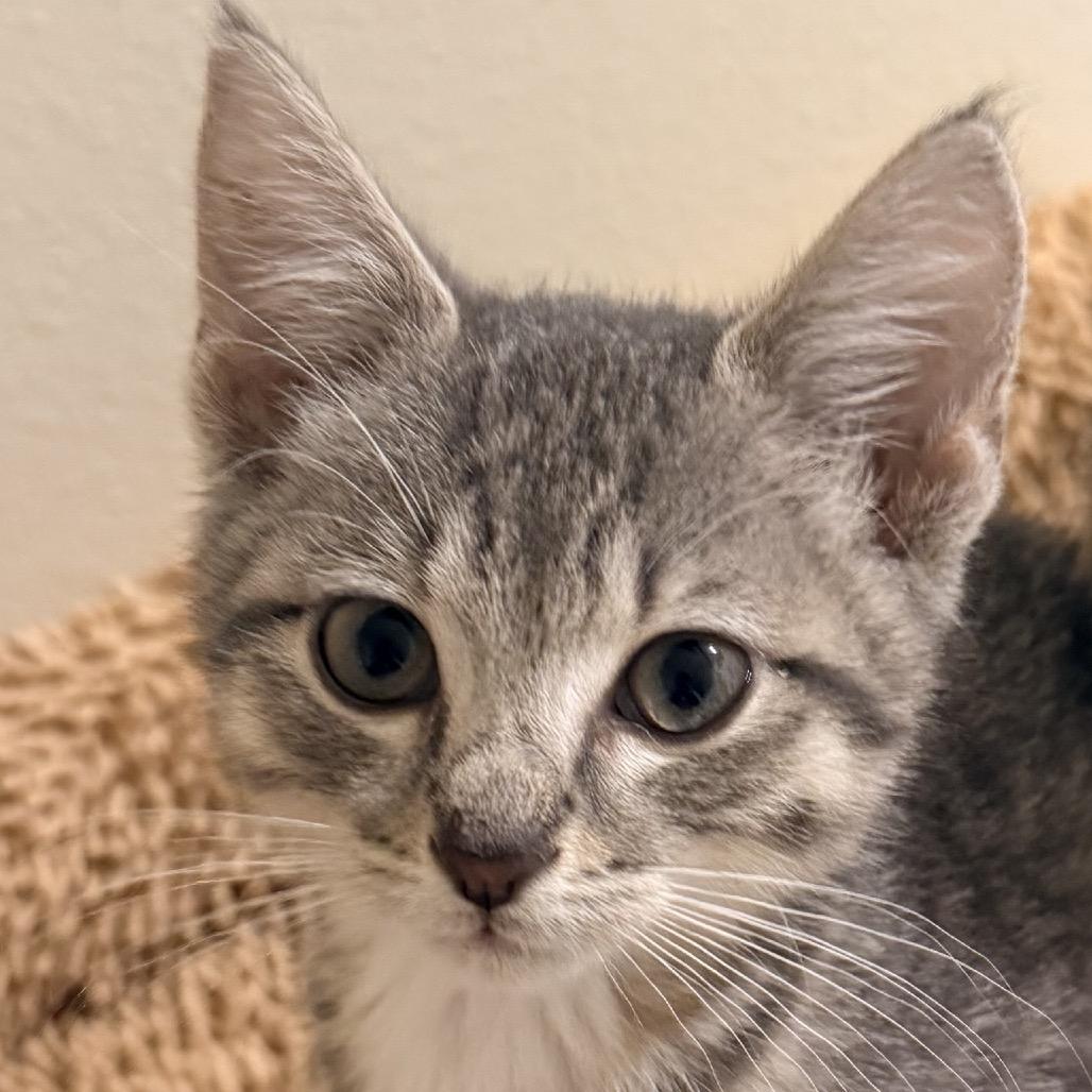 Enlarge Mickey (Harvey), a Adoptable Domestic Short Hair in Titusville, FL image 2/4
