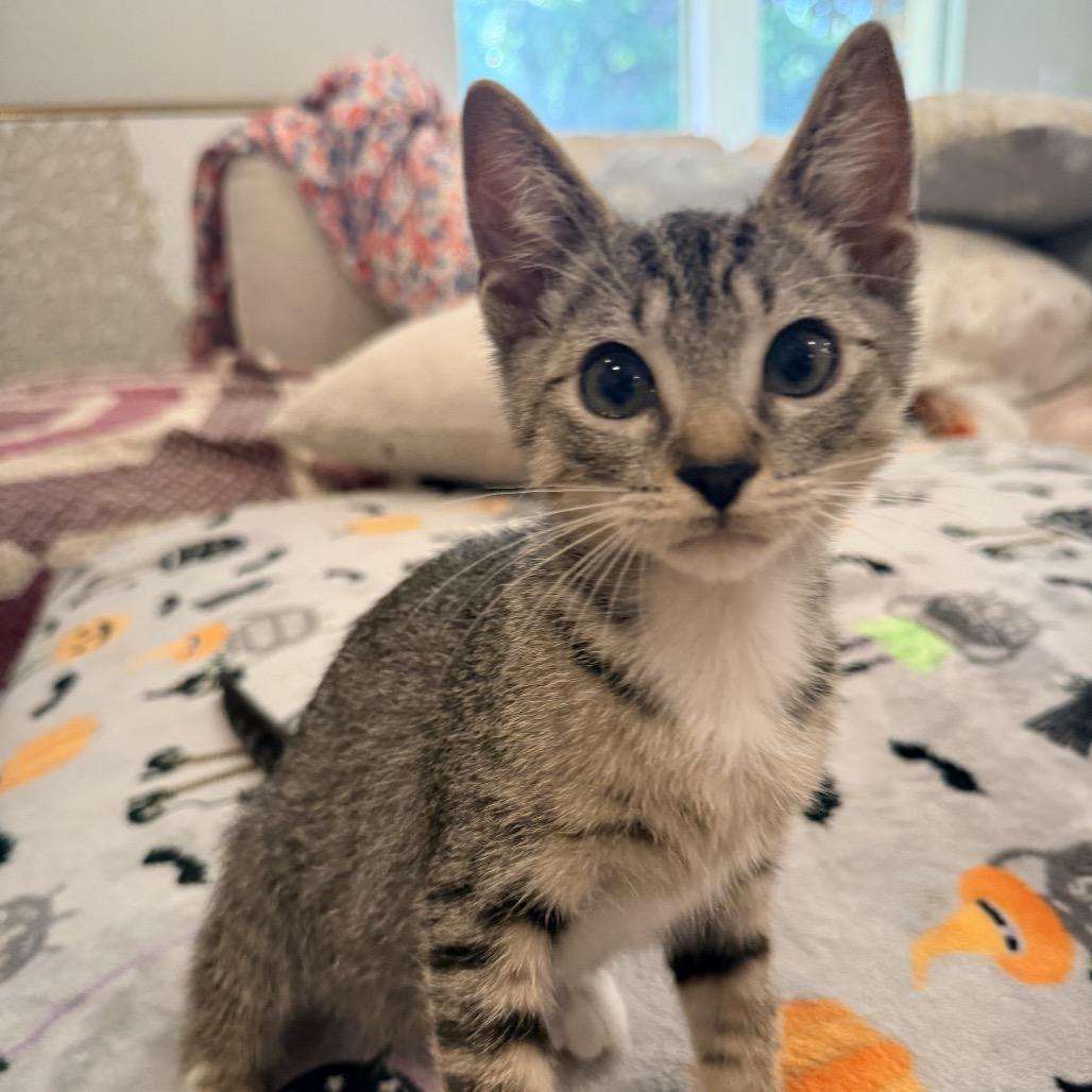 Enlarge Mickey (Harvey), a Adoptable Domestic Short Hair in Titusville, FL image 3/4