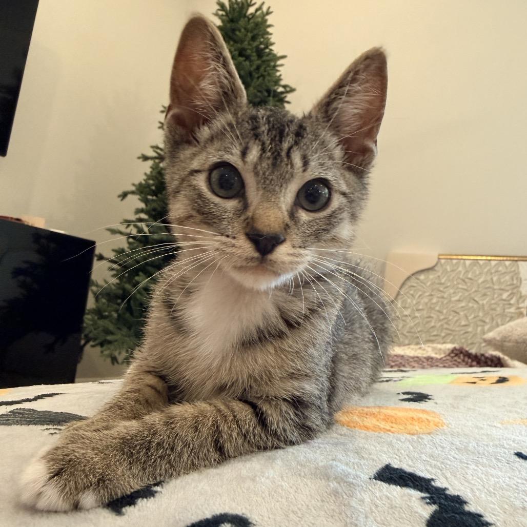 Enlarge Mickey (Harvey), a Adoptable Domestic Short Hair in Titusville, FL image 4/4