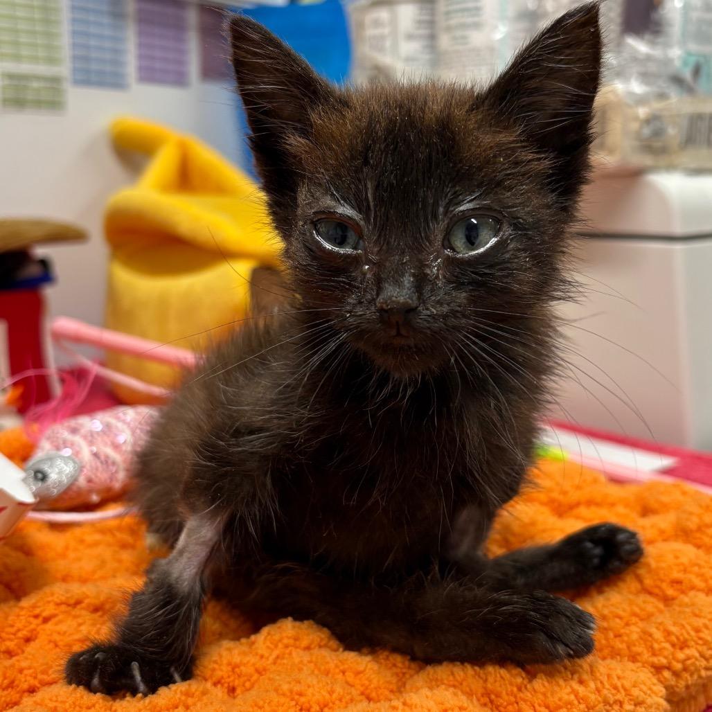 Cubby — thumbnail 3