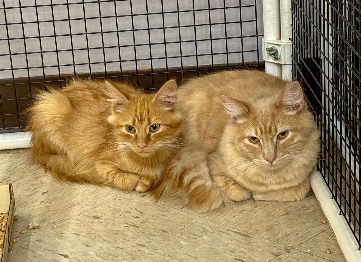 Enlarge Francis, a ADOPTABLE Domestic Medium Hair in Frederick, MD image 2/3