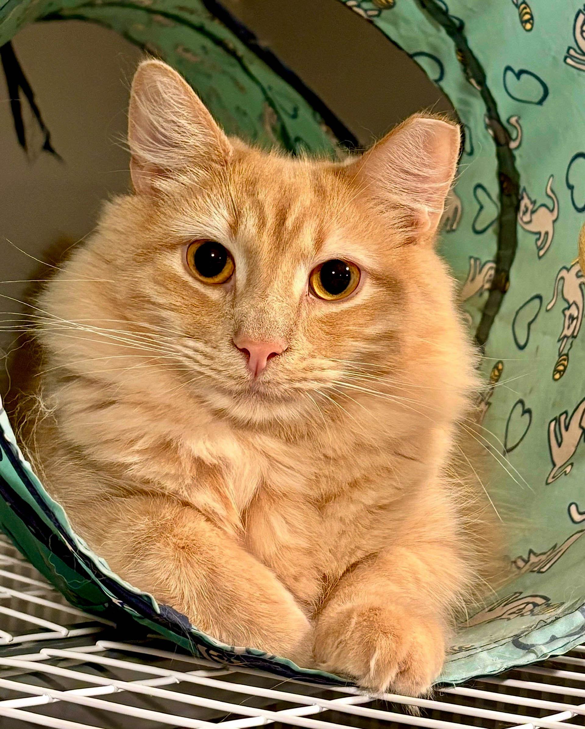 Francis, ADOPTABLE, Kitten Male Domestic Medium Hair.