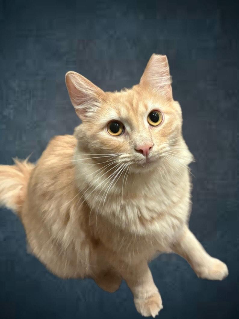 Enlarge Francis, a ADOPTABLE Domestic Medium Hair in Frederick, MD image 3/3