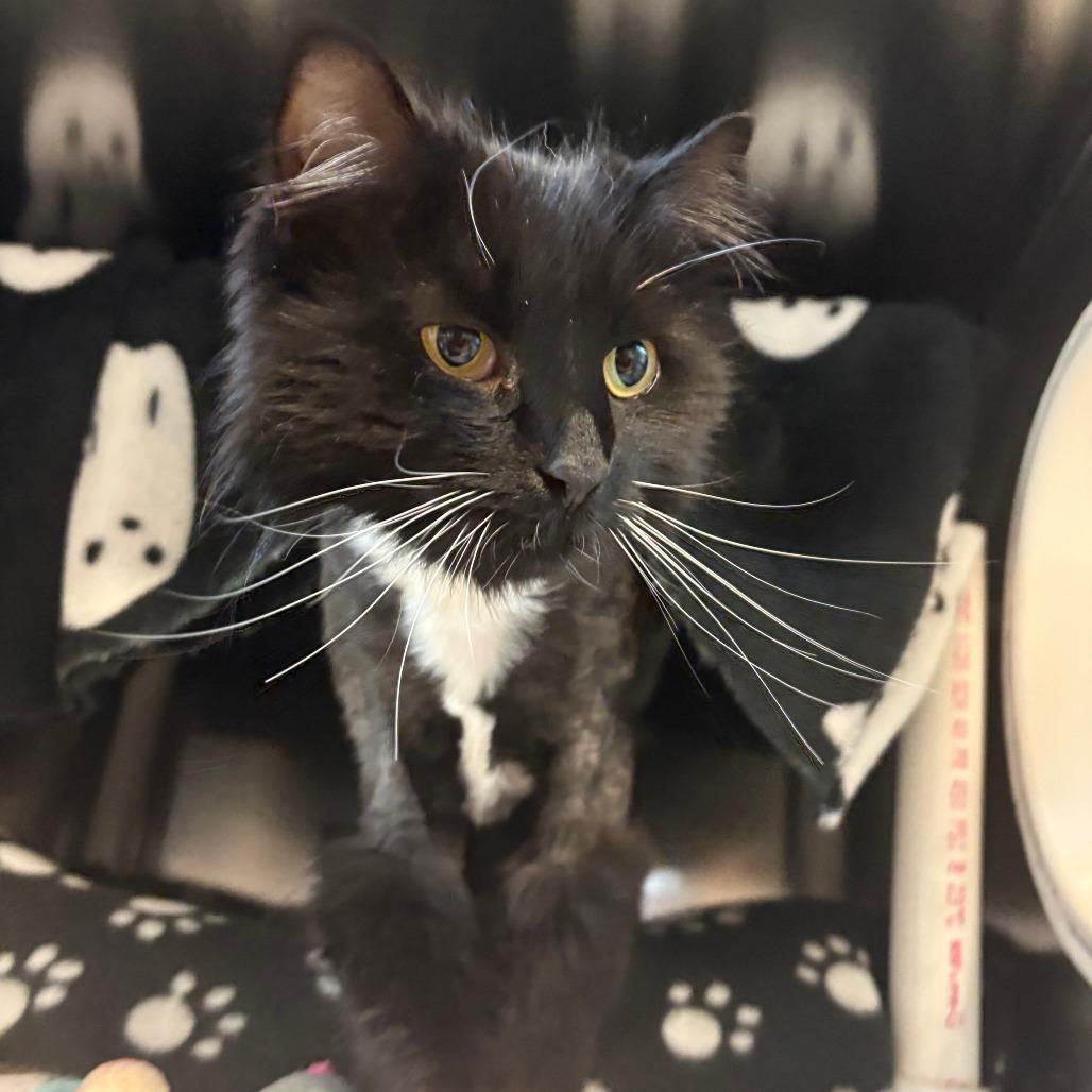 Lulu, a Adoptable Domestic Medium Hair in Charlottesville, VA image 1/6
