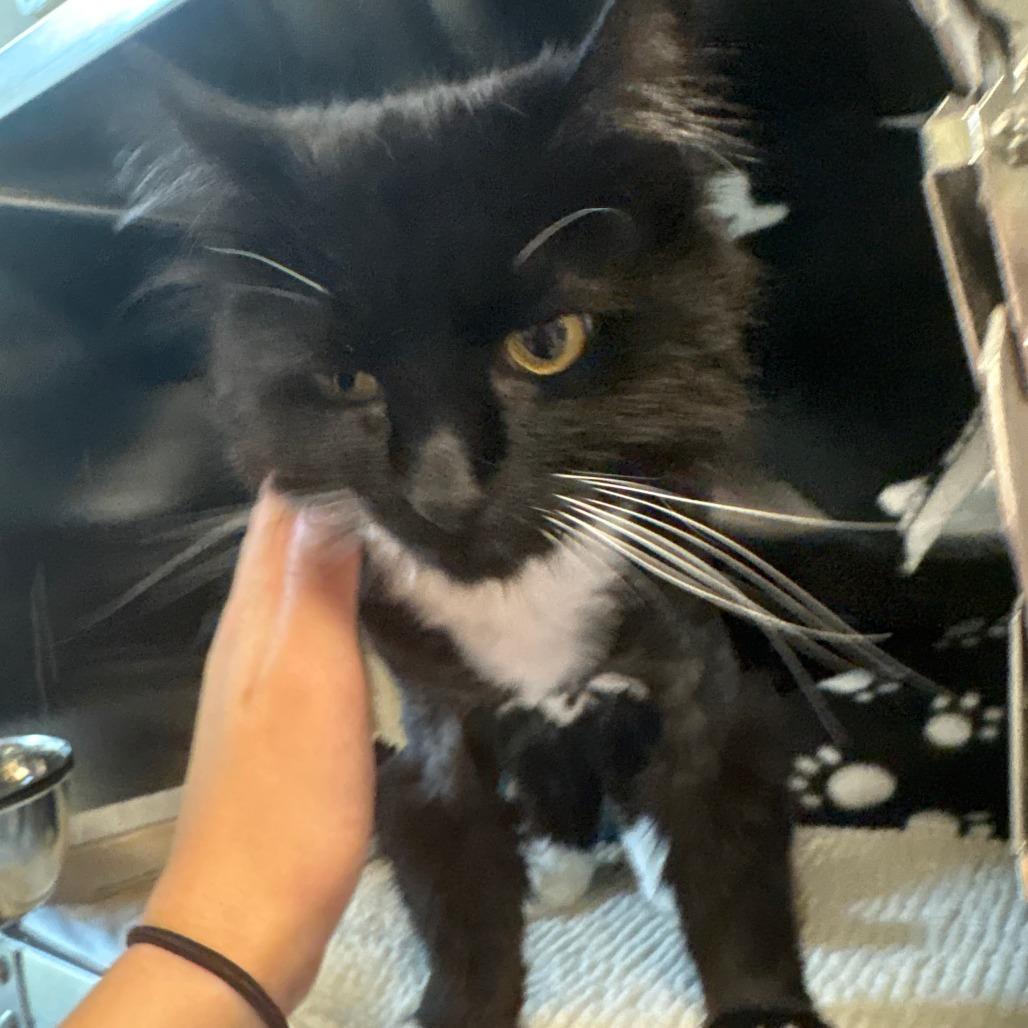 Lulu, a Adoptable Domestic Medium Hair in Charlottesville, VA image 2/6