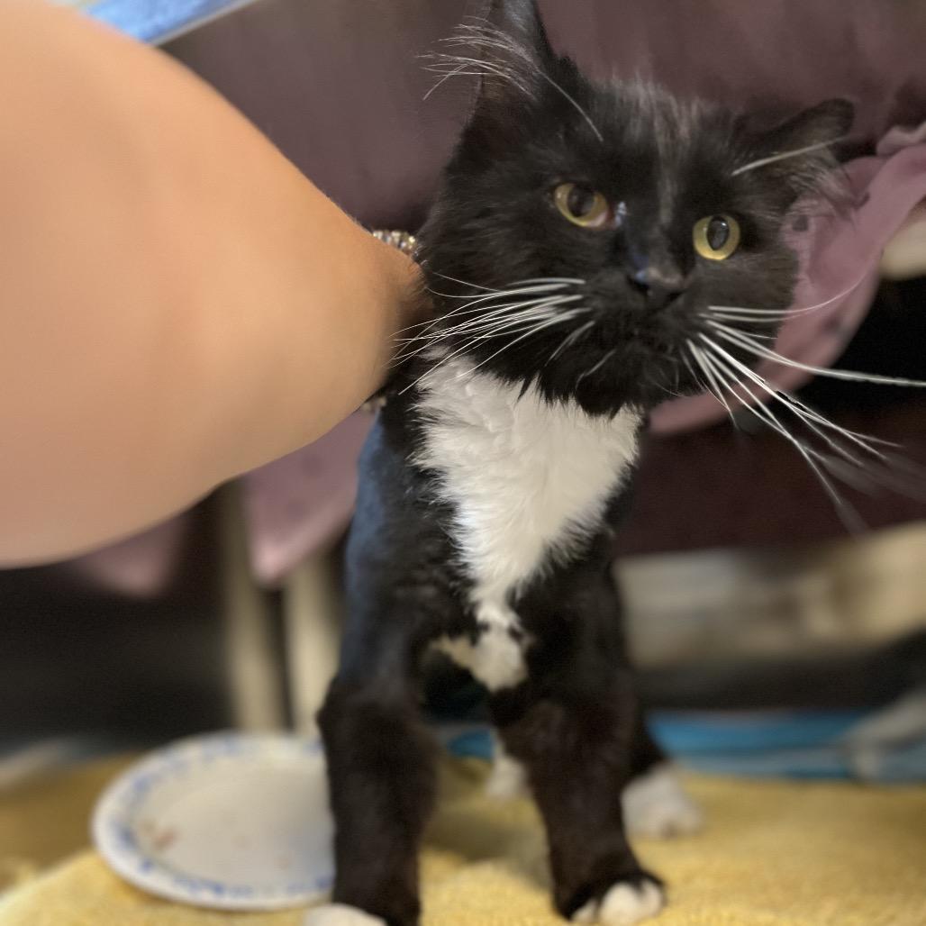 Lulu, a Adoptable Domestic Medium Hair in Charlottesville, VA image 3/6