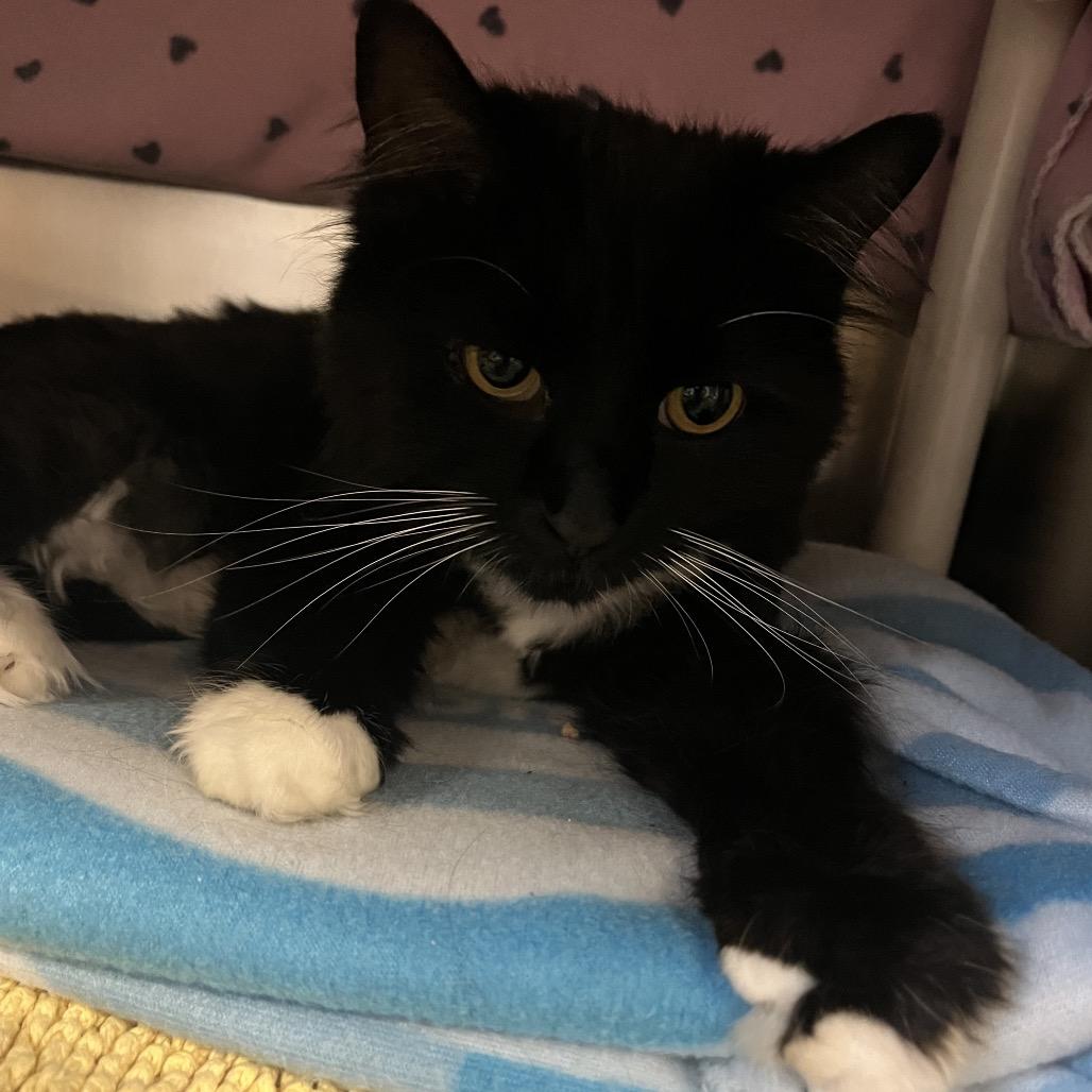 Lulu, a Adoptable Domestic Medium Hair in Charlottesville, VA image 4/6