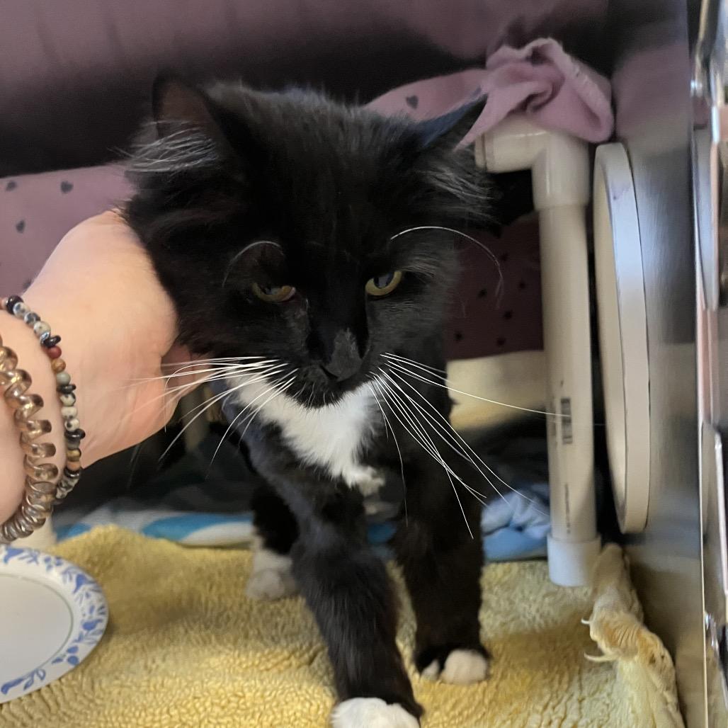 Lulu, a Adoptable Domestic Medium Hair in Charlottesville, VA image 5/6