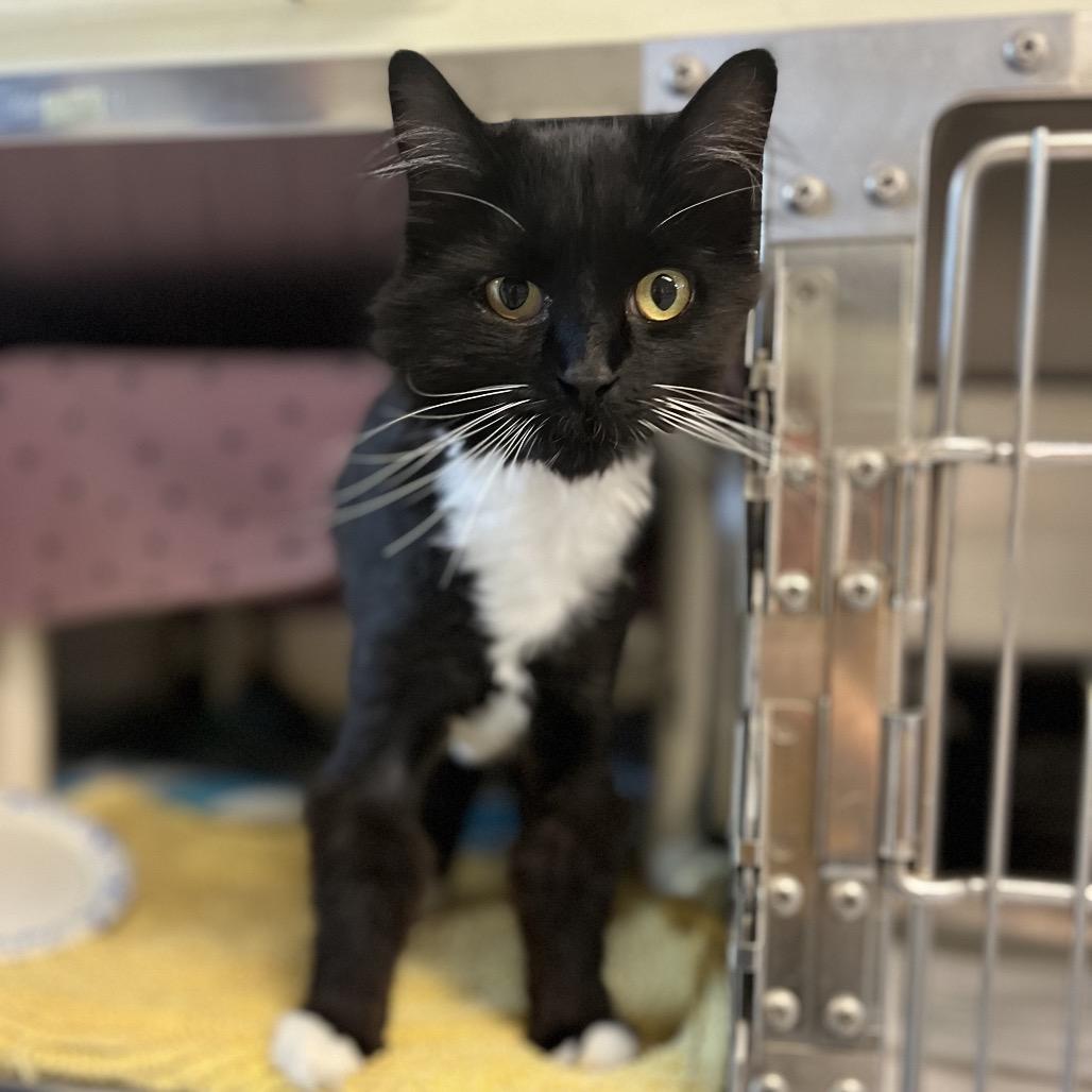 Lulu, a Adoptable Domestic Medium Hair in Charlottesville, VA image 6/6