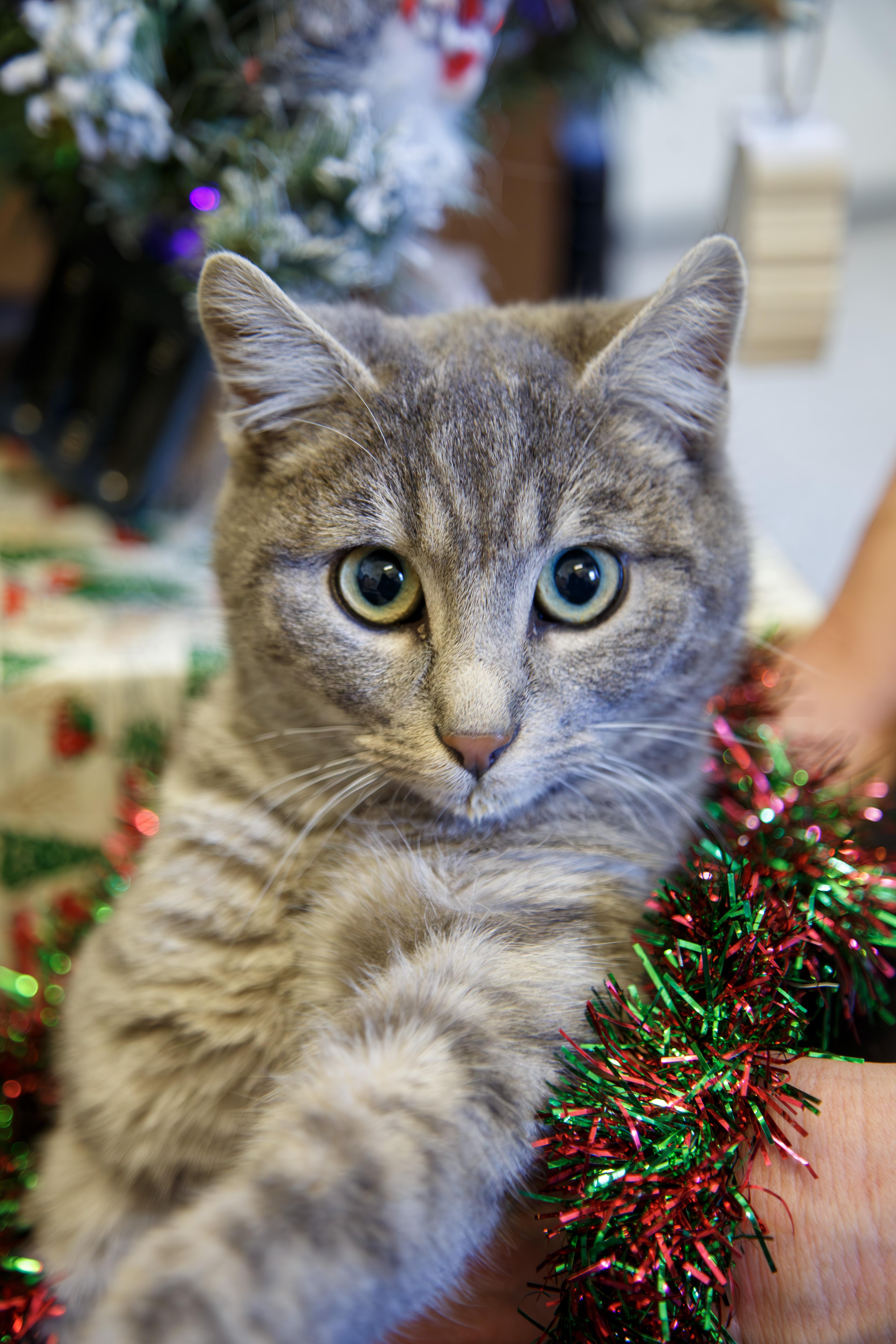 Gravy, ADOPTABLE, Young Male Domestic Short Hair.
