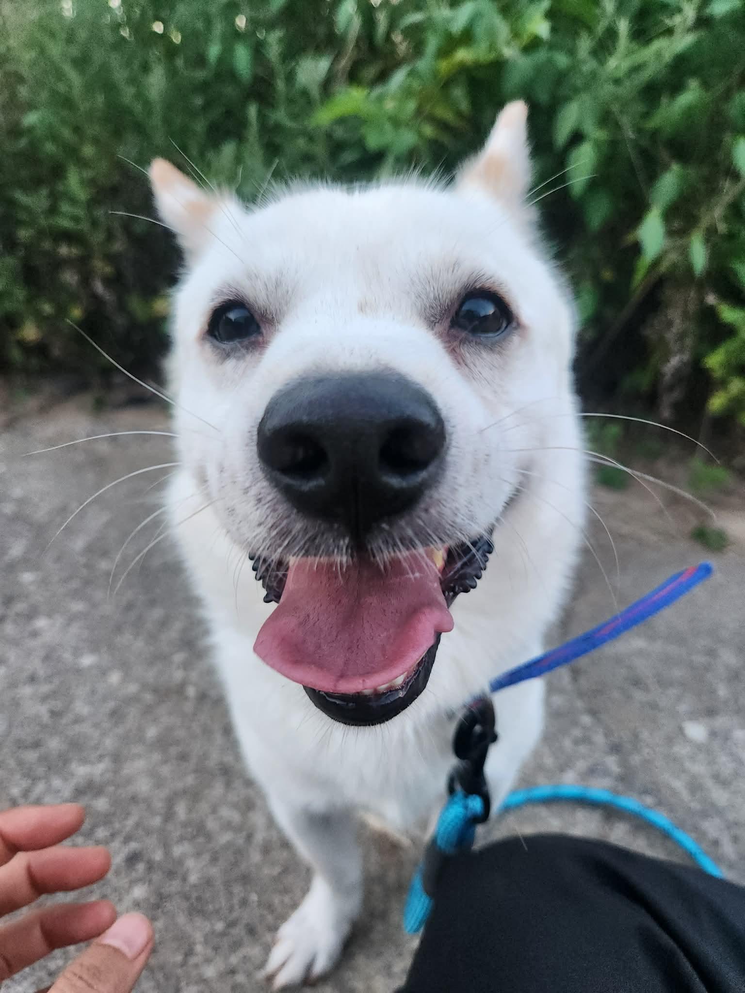 Enlarge VANILLA, a Adopted mixed breed in Agoura Hills, CA image 1/2