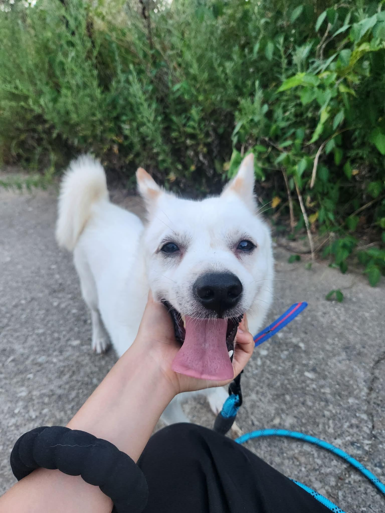 Enlarge VANILLA, a Adopted mixed breed in Agoura Hills, CA image 2/2