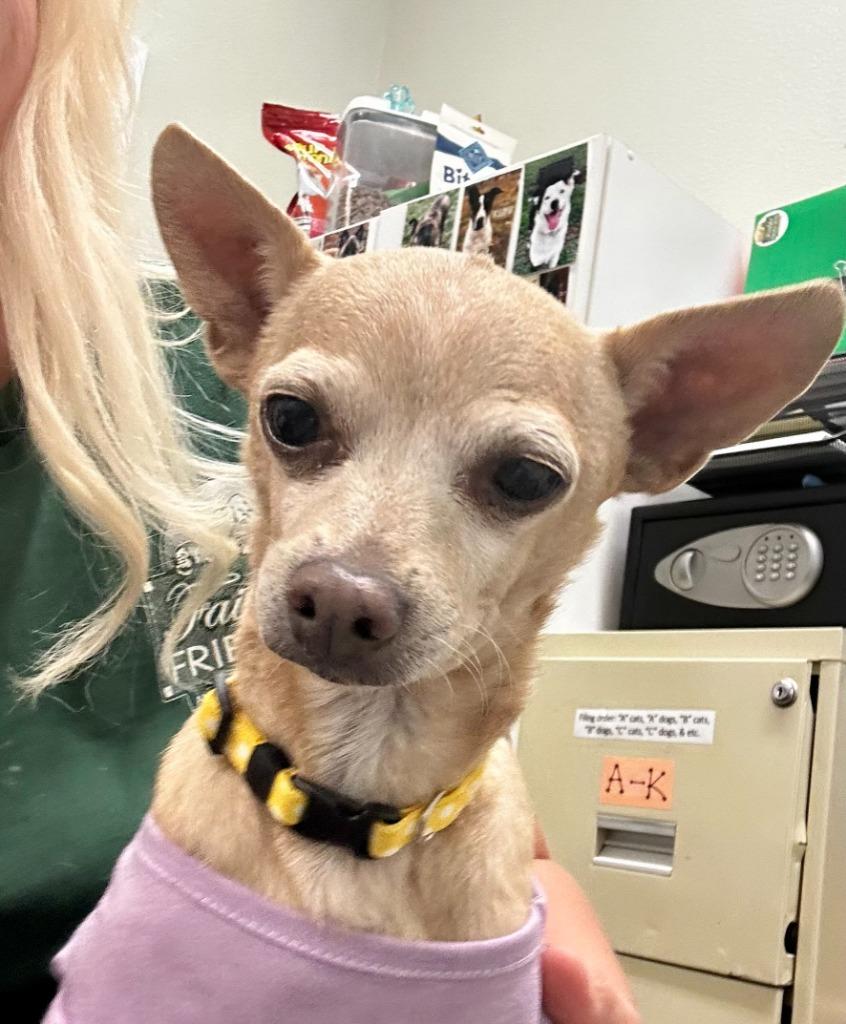 Enlarge Princess, a Adoptable Chihuahua in Neosho, MO image 1/1