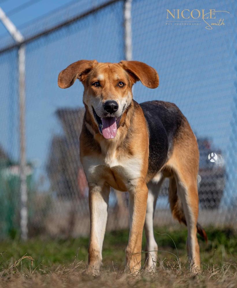 Enlarge Randy Travis, a Adoptable mixed breed in Evansville, IN image 1/4