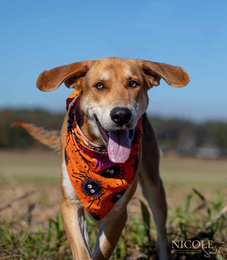 Enlarge Randy Travis, a Adoptable mixed breed in Evansville, IN image 2/4
