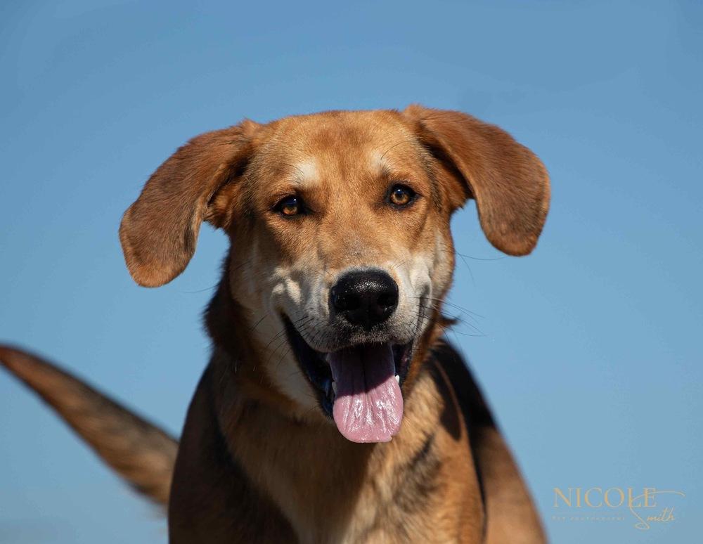Enlarge Randy Travis, a Adoptable mixed breed in Evansville, IN image 3/4